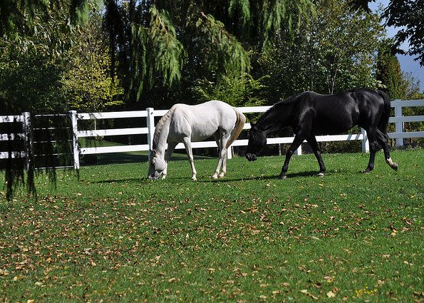 The Easy Guide to Great Horse Fencing